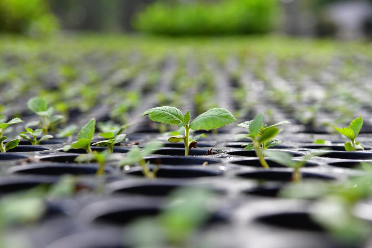 May convoca a reforestación para el medio ambiente.
