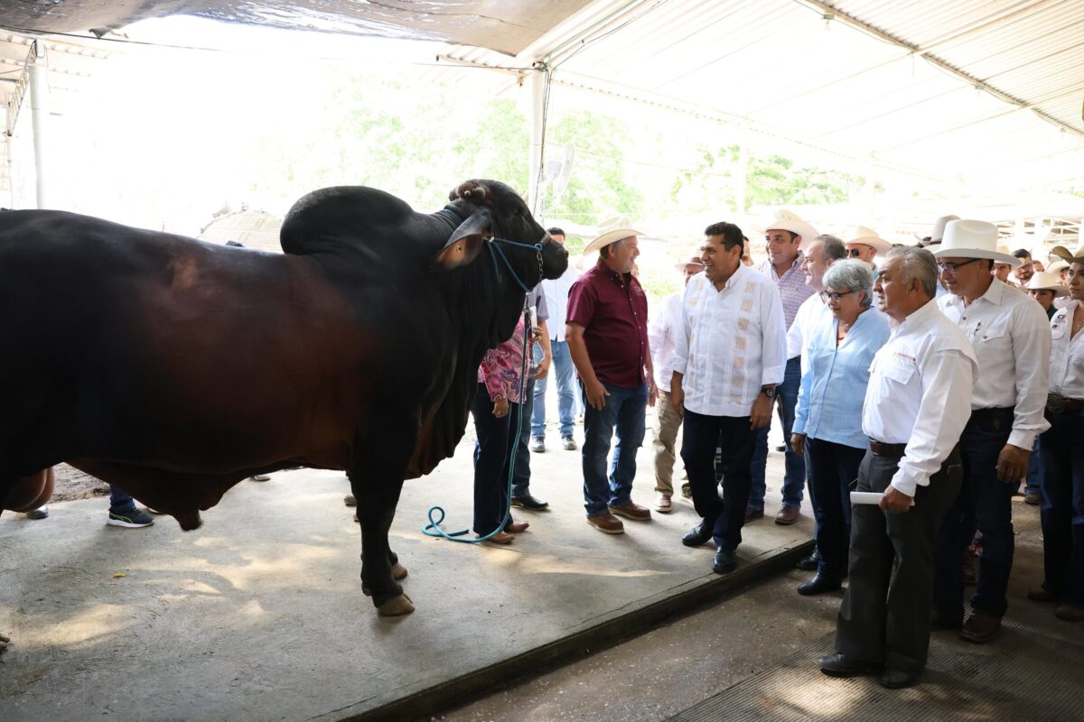 En la 3ra Muestra Mexicana del Cebú, Tabasco reafirma su papel como referente nacional en el desarrollo ganadero