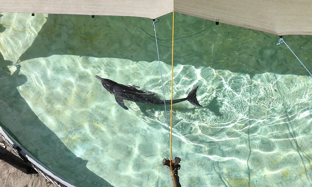 Coordinación institucional garantiza cuidado médico de delfín localizado en costas de Centla