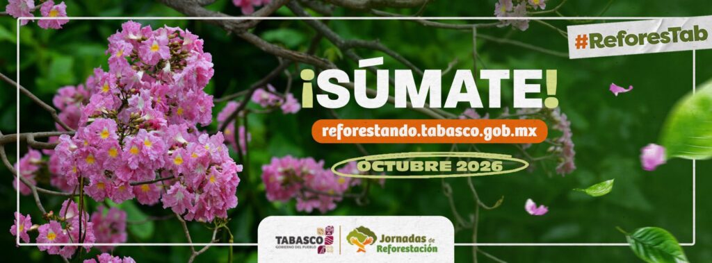 reforesta